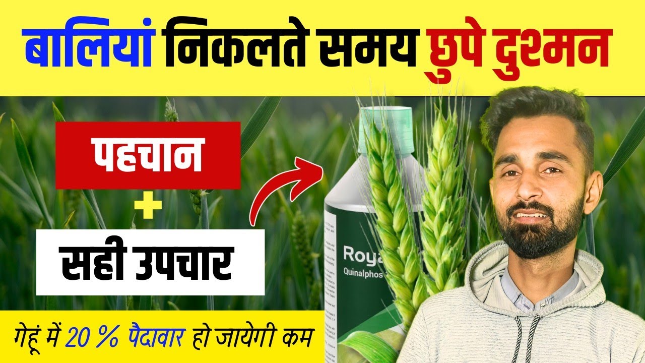 गेहूं में लगने वाले खतरनाक रोग और कीट! पहचान + रोकथाम पूरी जानकारी