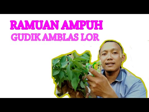 Cara mengobati Kambing Gudikan