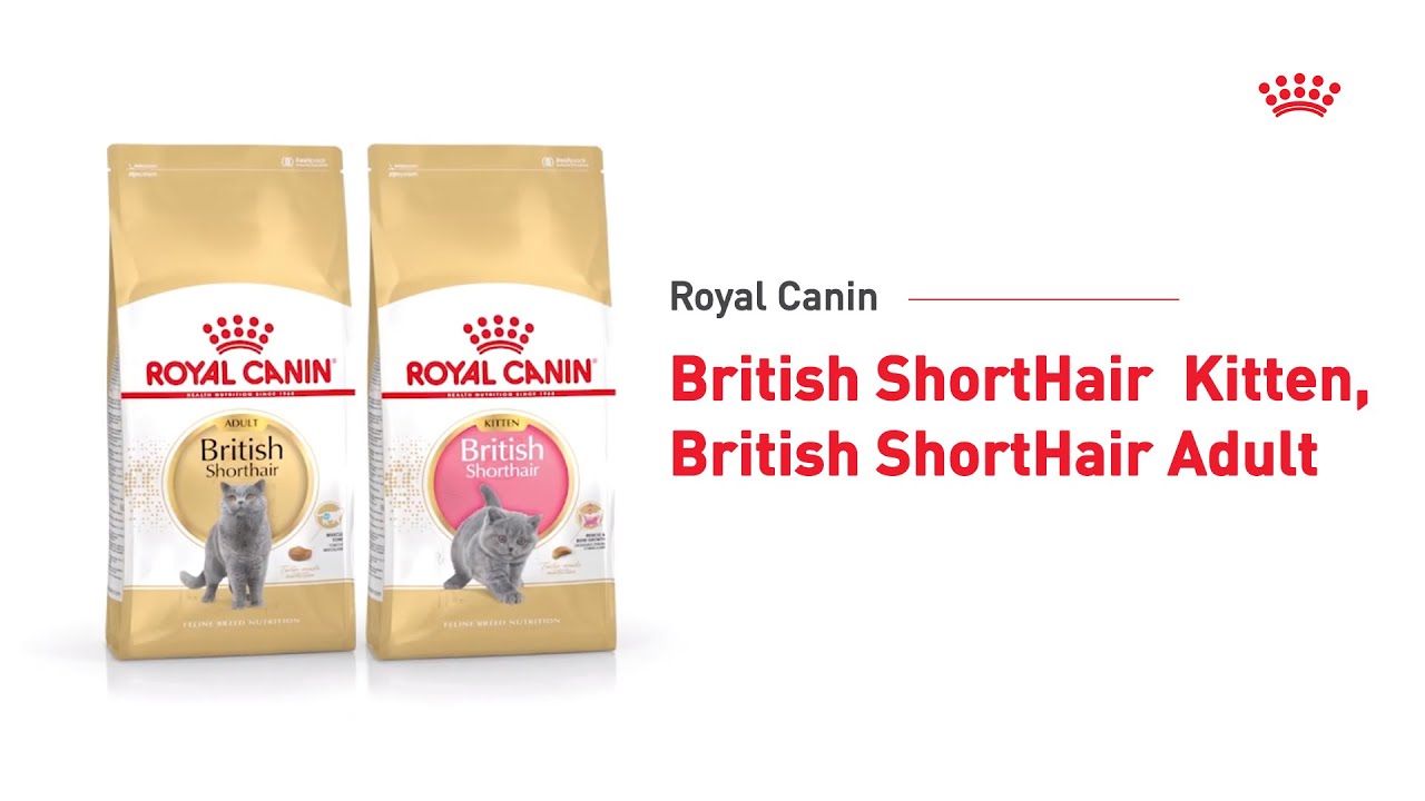 royal canin british shorthair kitten