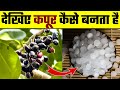       kapoor kaise banta hai  how camphor is made