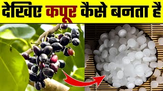 देखिए कपूर कैसे बनता है | Kapoor Kaise Banta Hai | How Camphor is made