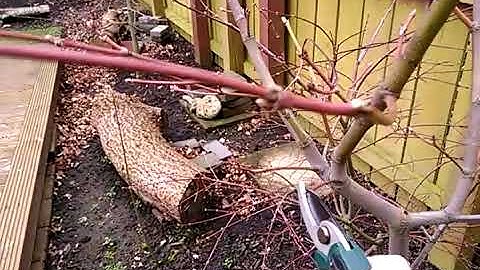 Japanese Maple Black Branch Die Back Problem (part 2 of 2)