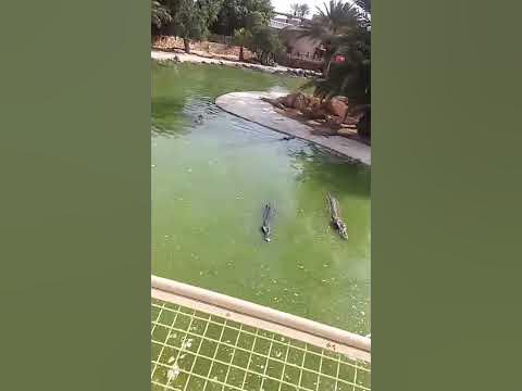 Кракадилы) - YouTube