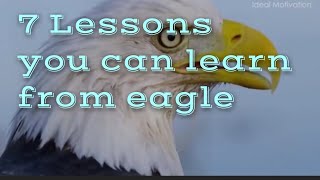 7 Lessons you can learn from eagle
