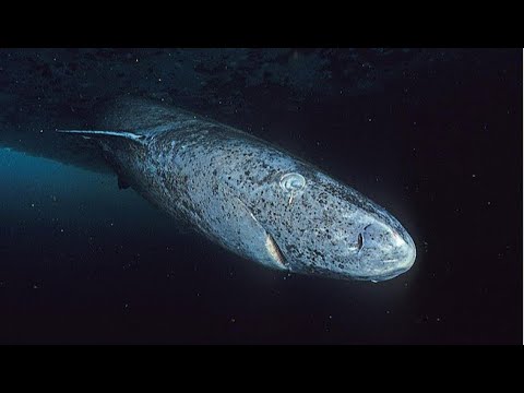 Facts: The Greenland Shark