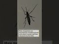 Argentine biologists are nuking dengue fever