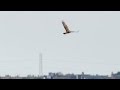 Bird watching at rspb dungeness nature reserve 4k