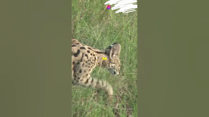 Video 5509091: wild serval cat, serval cat jumping, serval facts, cat vs wild