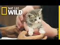 Abandoned Kittens Get a Checkup | Critter Fixers