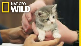 Abandoned Kittens Get a Checkup | Critter Fixers