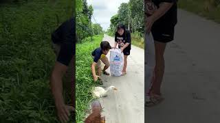 funny video ? funny ducklove comedyfilms comedy littleduck comedymovies cute duck