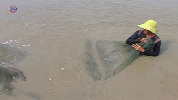 19.000 tấn tôm Cà Mau đang tồn đọng I ĐI CHỢ ONLINE