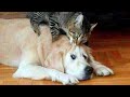 Funniest Animal Moments 2023 😂 Funniest Cats and Dogs 🐶😸 Ep 25 | Cute Buddy