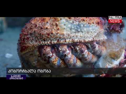 TOP - ყველაზე საშიში არსებები