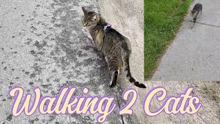 Sunday Morning Walk with my Cats