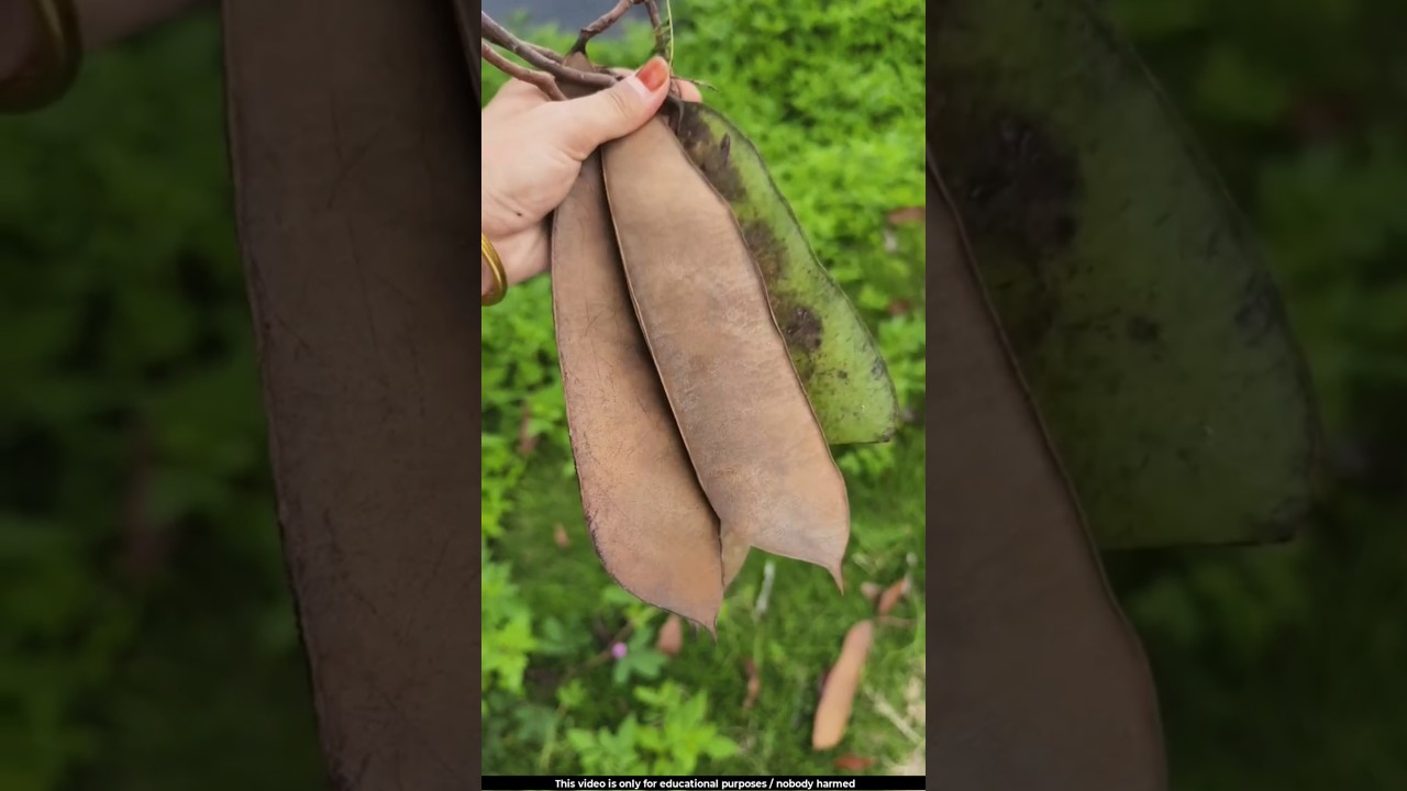 Beautiful carvings are made on the shell of this pod 🤔l 