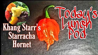 Khang Starr's Starracha Hornet Pepper Review