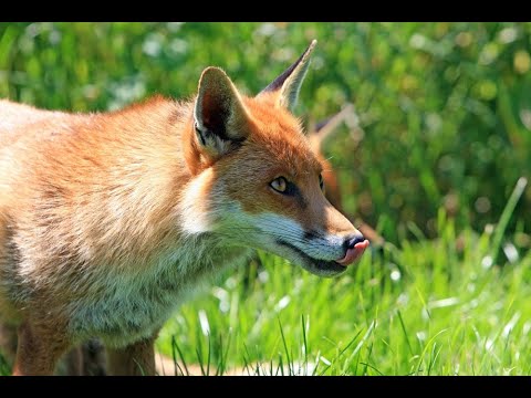 Video: Füchse von Gärten fernh alten – Wie man Füchse von Gärten fernhält