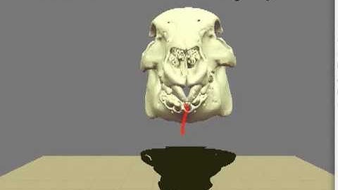 Exploratory Visualization of Animal Kinematics Using Instantaneous Helical Axes