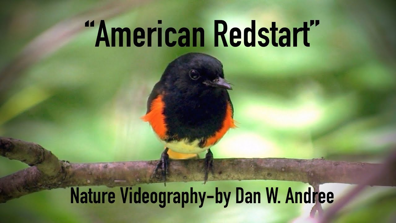 720p  American Redstart  male & female and nestling  Filmed by Dan W  Andree