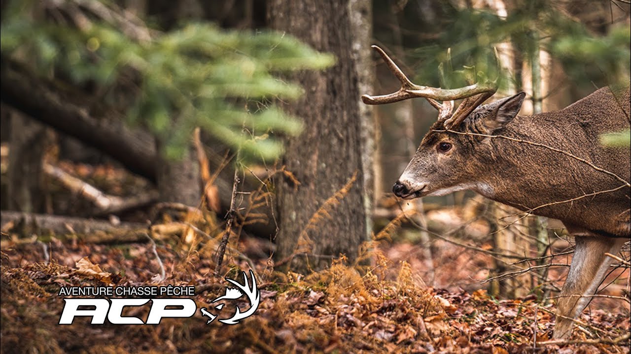 Appeau de chevreuil avec bande élastique – Techniques Chasse et Pêche