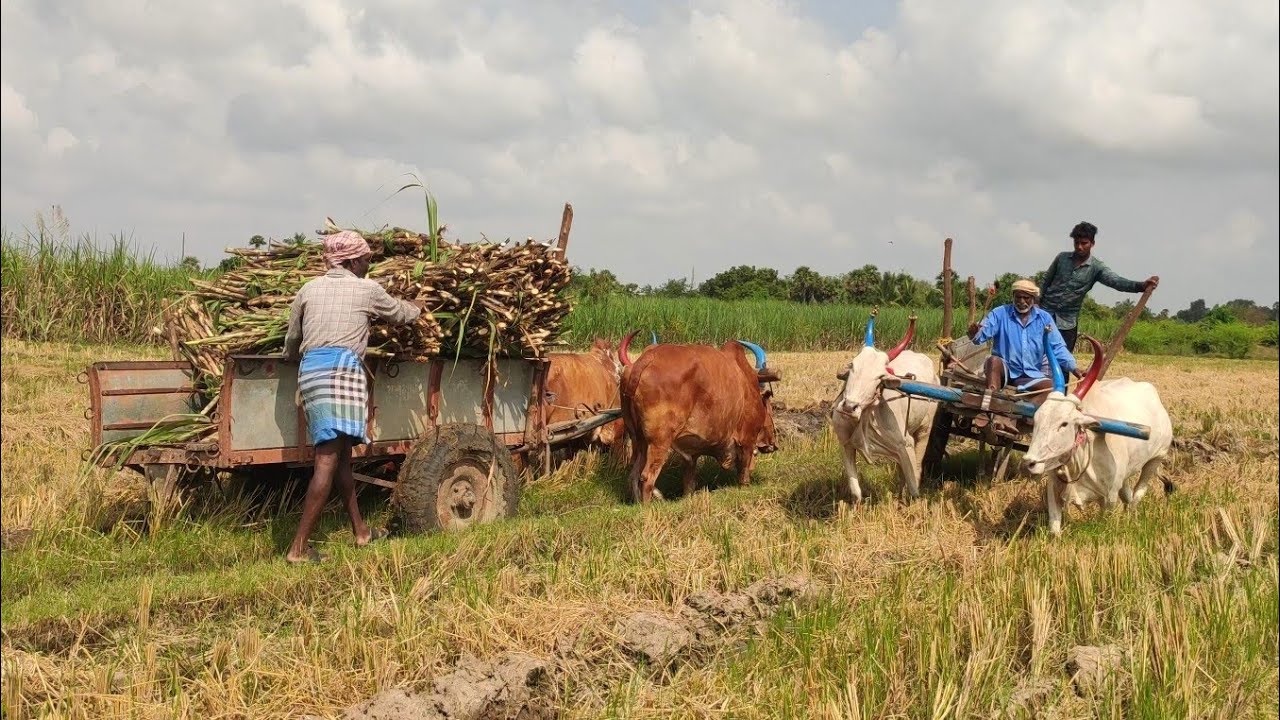 Bullock Cart Load ride by sugarcane and Bullock pulling performance