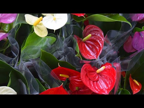 Video: Mening Gardeniyam gullamaydi - Nega Gardenia o'simligi gullamaydi