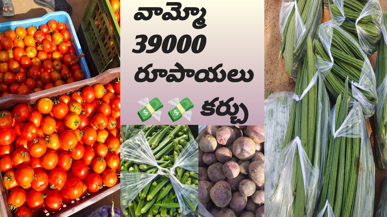 🥺🥺 39000 LOSS OR PROFIT 💸💸#mirchi #minivlog #capsicum #tomato #vegetables #bowenpally #vlog #viral 