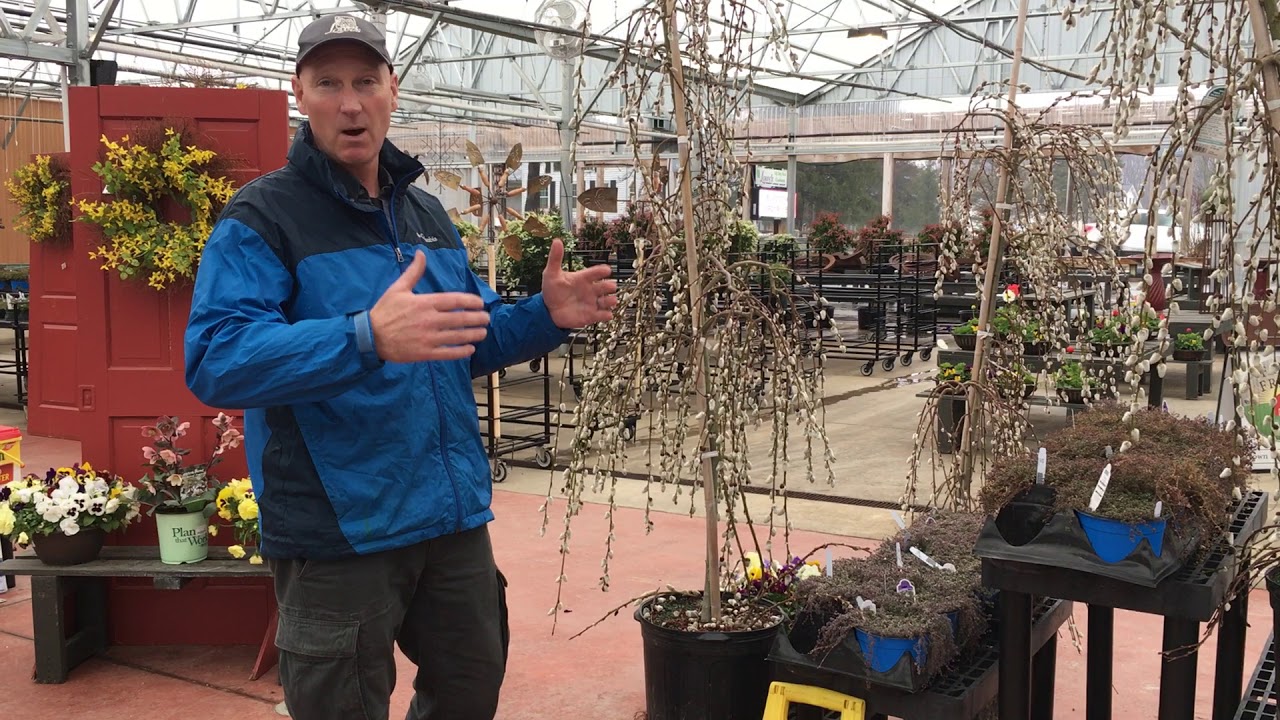 Lowe's Greenhouse - Weeping Pussy Willows