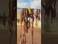 أكبر معرض ليزانديان او الهنود الحمر في المغرب هههههه أكبر معرض ليزانديان او الهنود الحمر في المغرب هههههه