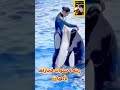 بطلة العالم في ترويض الحيتان تودعنا بسبب الدنفيل الذي ربته ل 6سنوات وحدت كل شيئ أمام أعين الجمهور