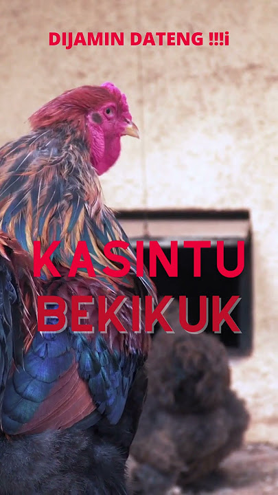 suara ayam hutan jantan bakikuk #shorts