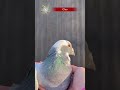 5. Adventstürchen: Meet Cleo #brieftauben #pigeon #brieftaubensport