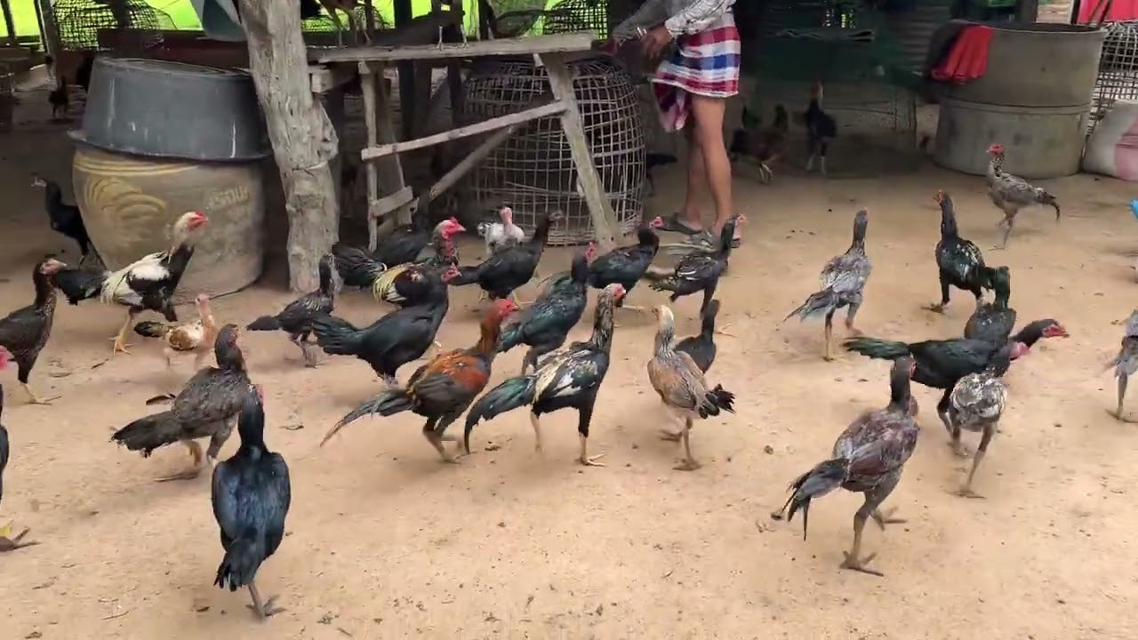 อานาจักรไก่ตาคร #ไก่ต่อ #ไก่พื้นบ้าน