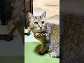 自分のプププ(おなら)を飼い主になすりつける元野良猫がひどすぎる…笑 #元野良猫 #おなら #おもしろ