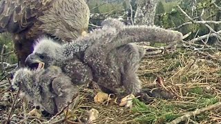 Jūras ērgļis~ Extreme sibling rivalry in the Durbe nest~2:41 PM 2023/05/04