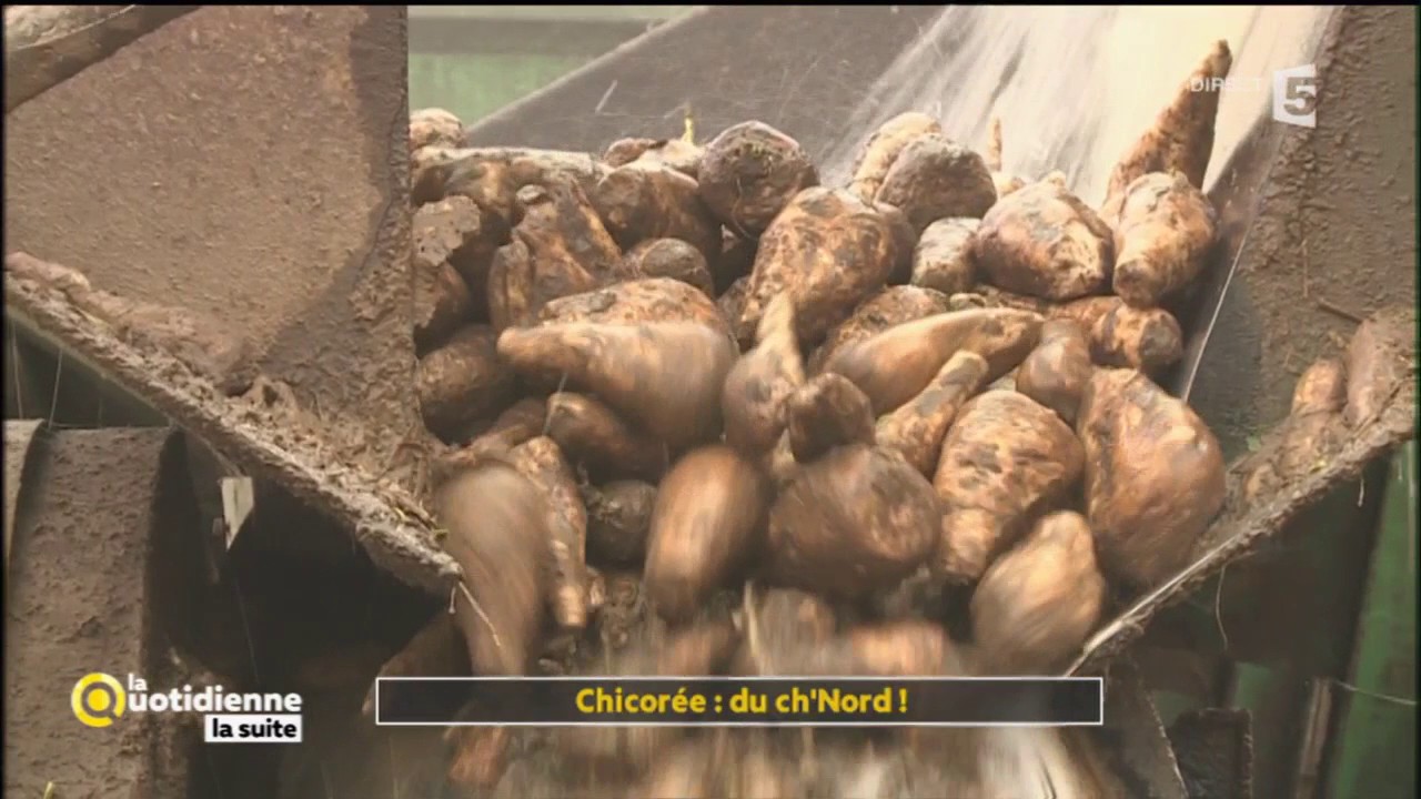 Chicorée : du ch'Nord ! - La Quotidienne la suite