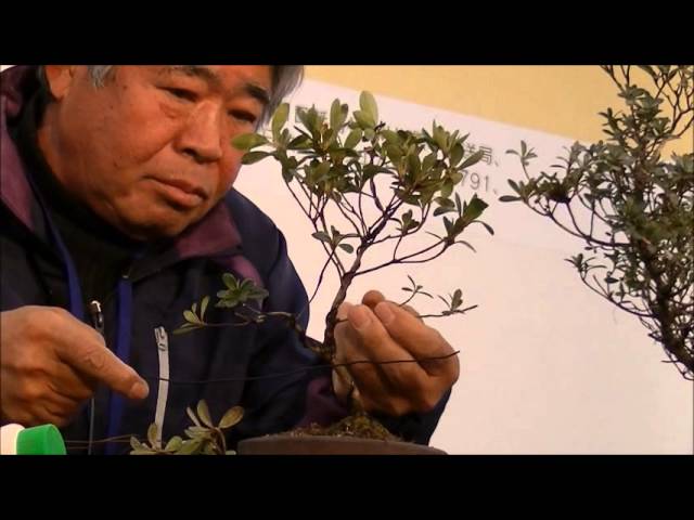 さつき盆栽の作り方 2鉢目 How to make Satsuki bonsai - YouTube