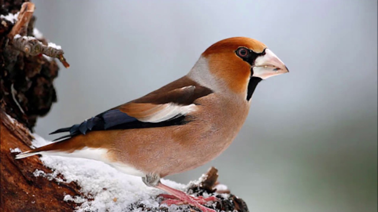 Canto del Frosone - Richiamo