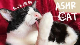 猫の洗顔と爪を噛むグルーミング音ASMR cat grooming