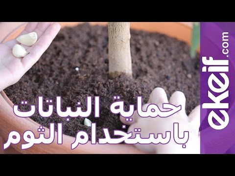 فيديو: أنواع نباتات الثوم - تعرف على أنواع الثوم الشائعة في الحدائق