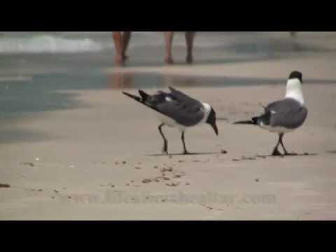 Florida Seagulls