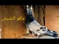 نش و فرجه الحمام الغزار من غية حمادة عبد الكريم مافو النشيش 