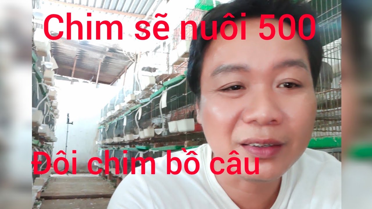 Chia sẽ cách nuôi 500,chim bồ câu đẻ,một tháng được bao nhiêu đôi chim bồ câu ra ràng,