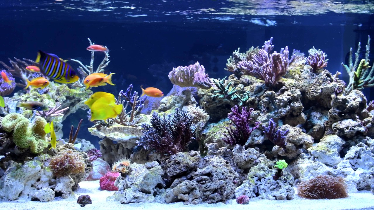 Red Sea Reefer 1000 Ultimate Reef Red Sea Reefer 1000 Ultimate Reef