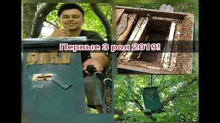 Пересаживаю пойманные рои в улья. Сезон роеловства 2019!