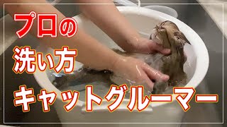 プロのキャットグルーマーが子猫のシャンプーを解説ほぼノーカット