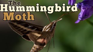 The Hummingbird Moth: The Bug That Looks and Flies Like a Bird!