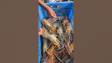 CON TÔM CÀNG XANH NÀY SIZE BAO NHIÊU?  #nuoitom #tomcangxanh