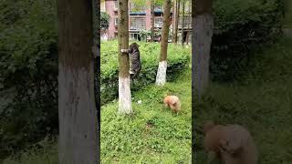 how make funny?#dog #short#shorts#trending #viral#video#ytshorts #sunny#sunnyworld #yt#shortvideo